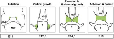 MicroRNAs in Palatogenesis and Cleft Palate